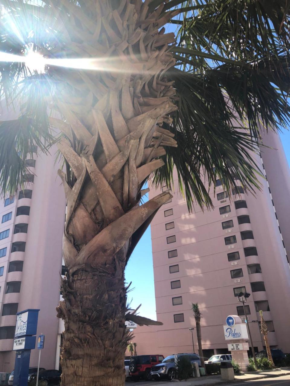 Palms Resort Myrtle Beach Eksteriør bilde